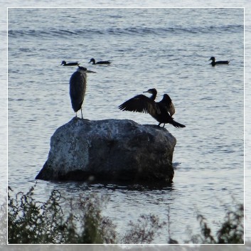 Kormoran, Reiher