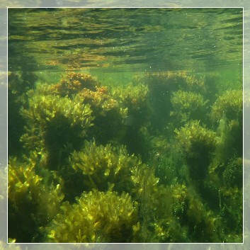 Stendörren Baltic Sea ecosystem