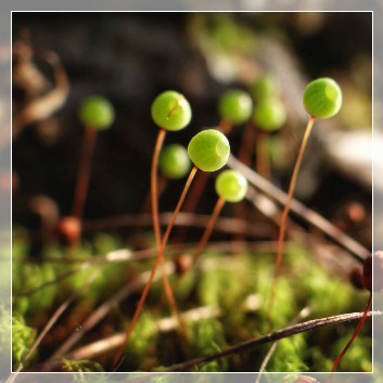moss