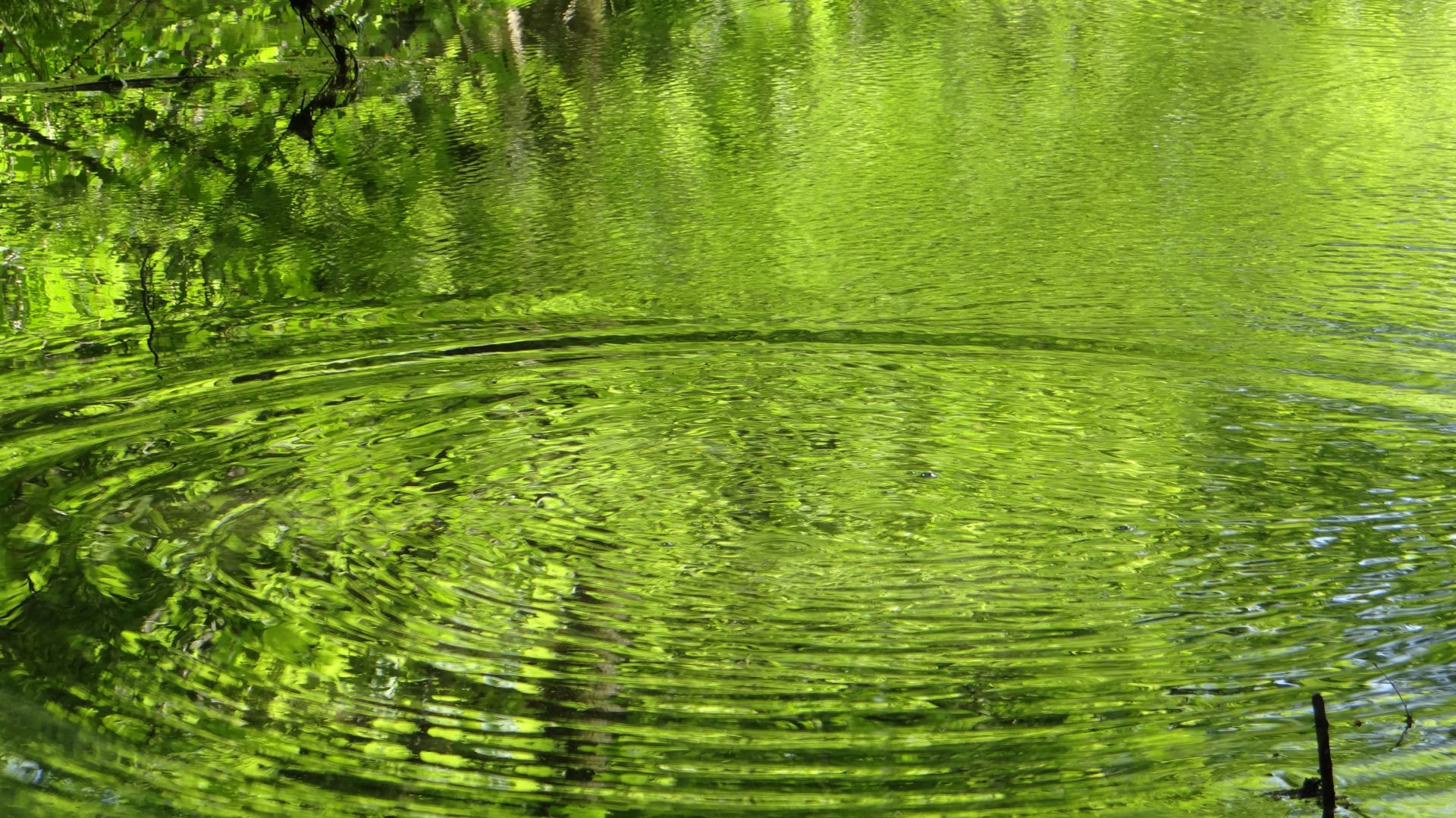 Forest bathing with SwedenExperienceTours