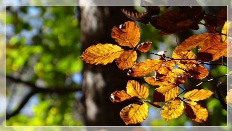 Forest bathing with SwedenExperienceTours