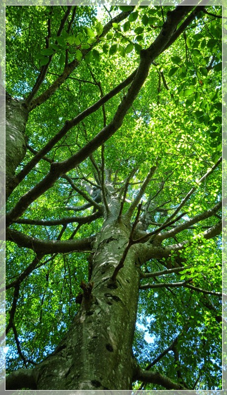 Forest bathing with SwedenExperienceTours